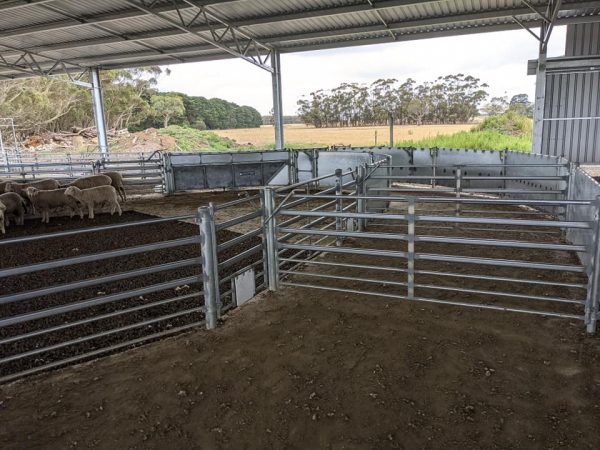 Sheep Yards – Australian Stockyard Co