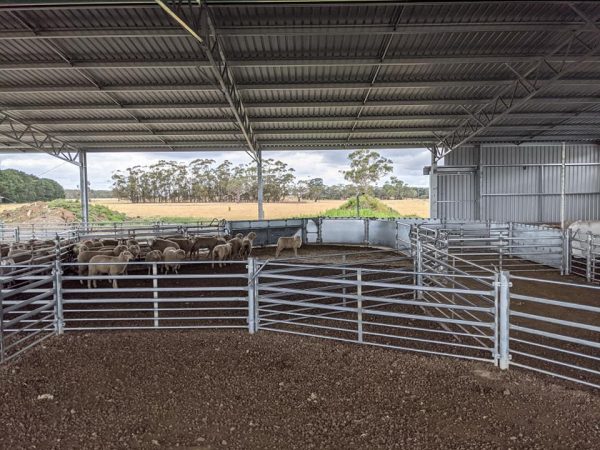 Sheep Yards – Australian Stockyard Co