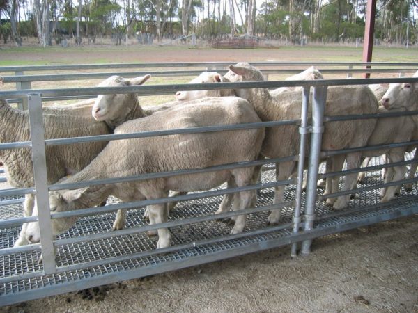 Sheep Yards – Australian Stockyard Co (Vic)